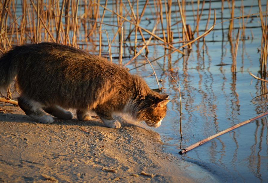 Tigerkatze steht am Ufer und schaut in das Wasser, dahinter Schild im Herbst
