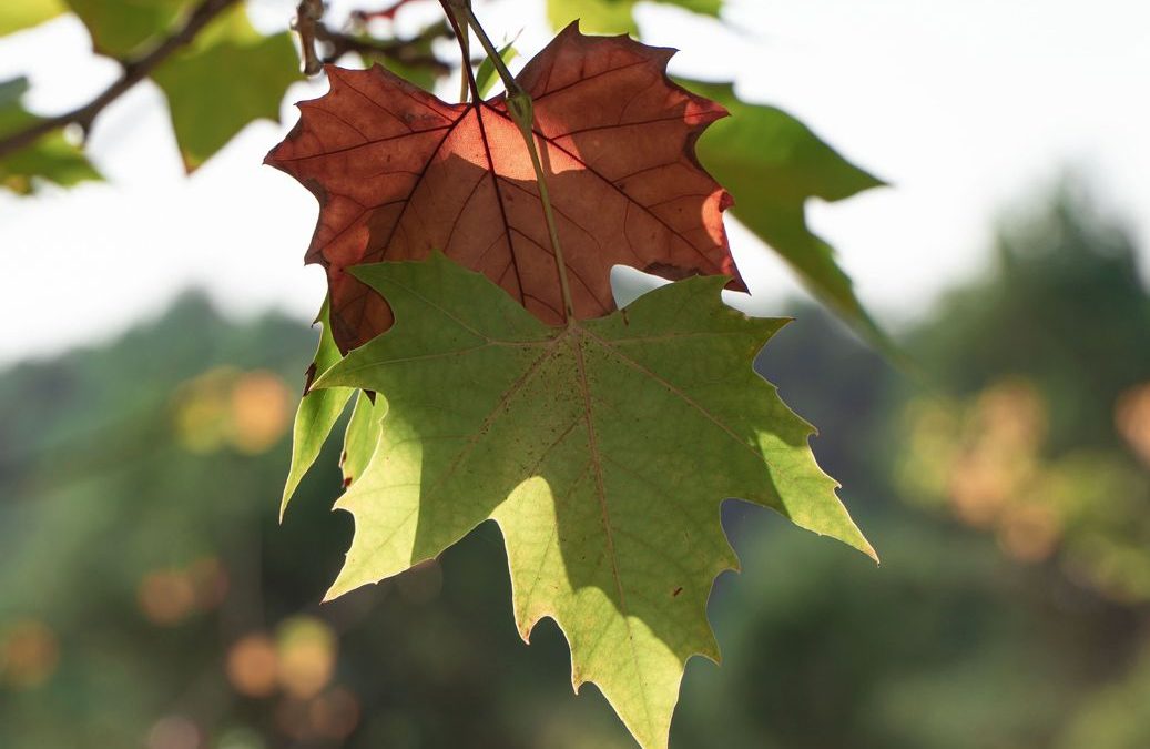 Stärkung der mentalen Gesundheit von Frauen in der dunklen Jahreszeit