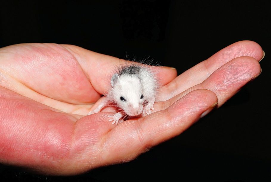 Winzige Baby-Maus auf der Hand
