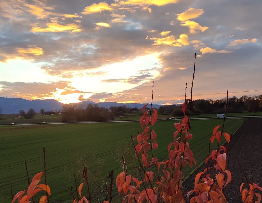 Novemberstimmung mit Strauch mit braunen Blättern und Sonne, die sich ihren Weg durch die Wolken kämpft im Rosenheimer Ortsteil Happing