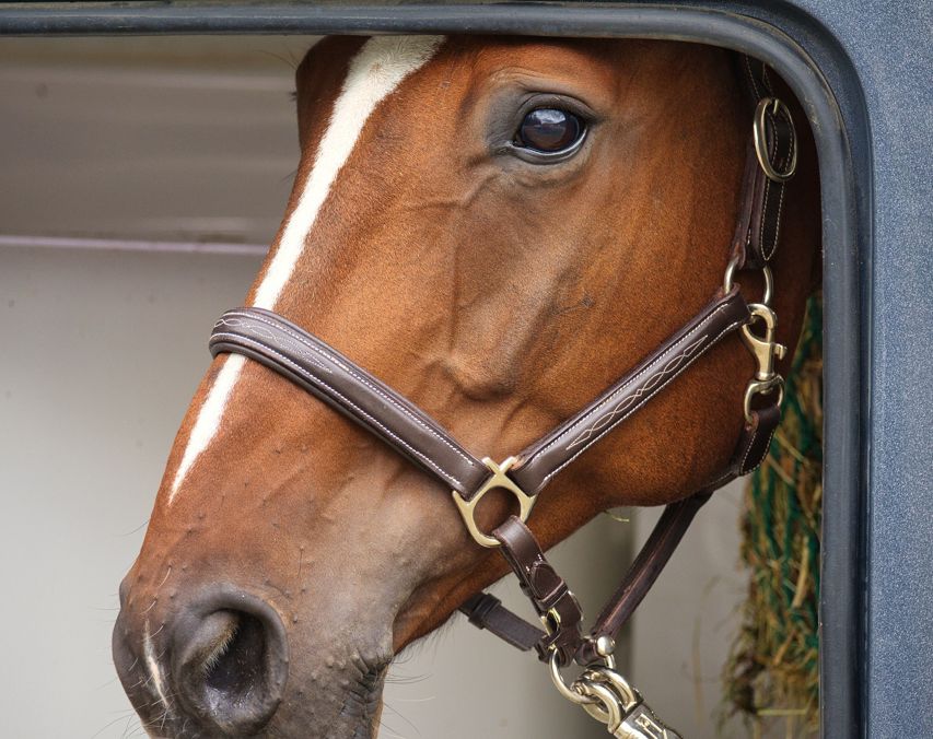 Braunes Pferd schaut aus Fenster eines Pferdeanhängers