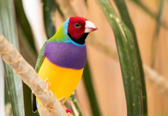 Prachtfinken: quirlige Farbwunder