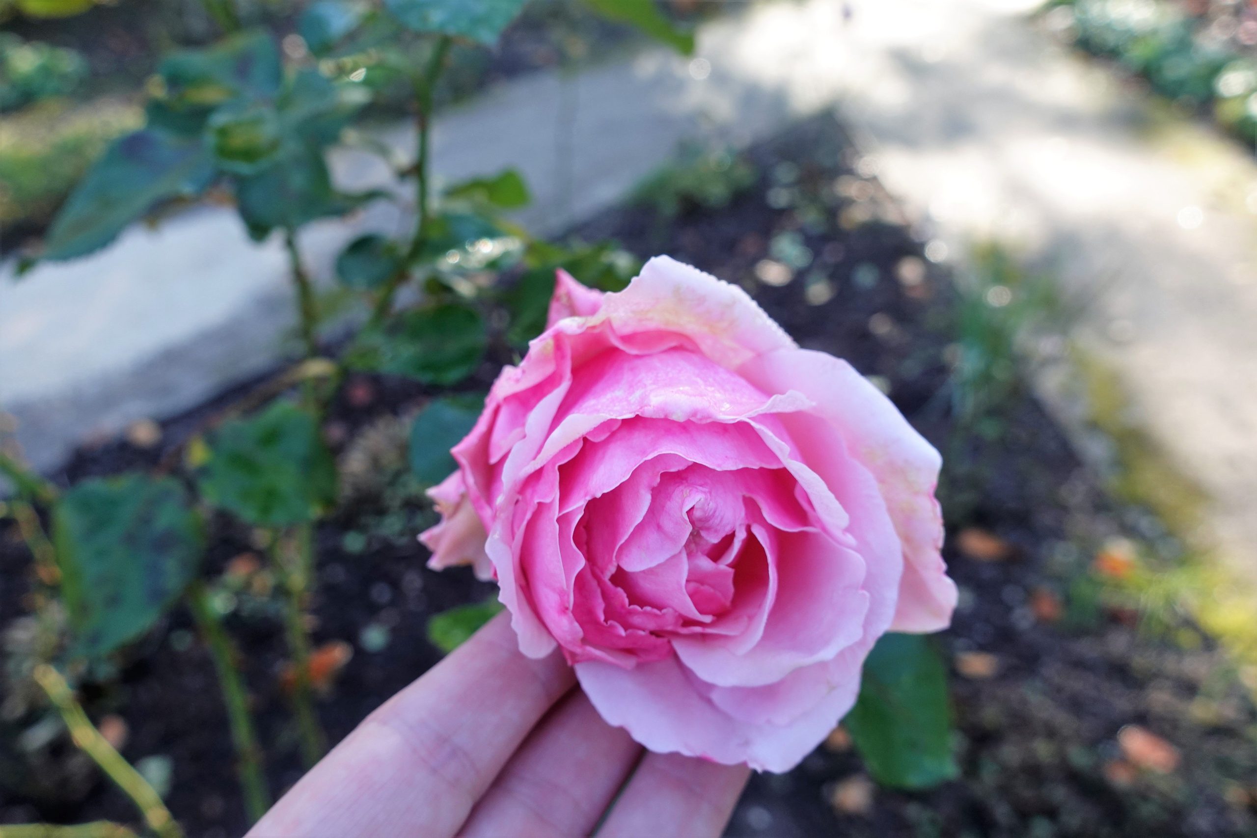 Eine rosa Rosenblüte