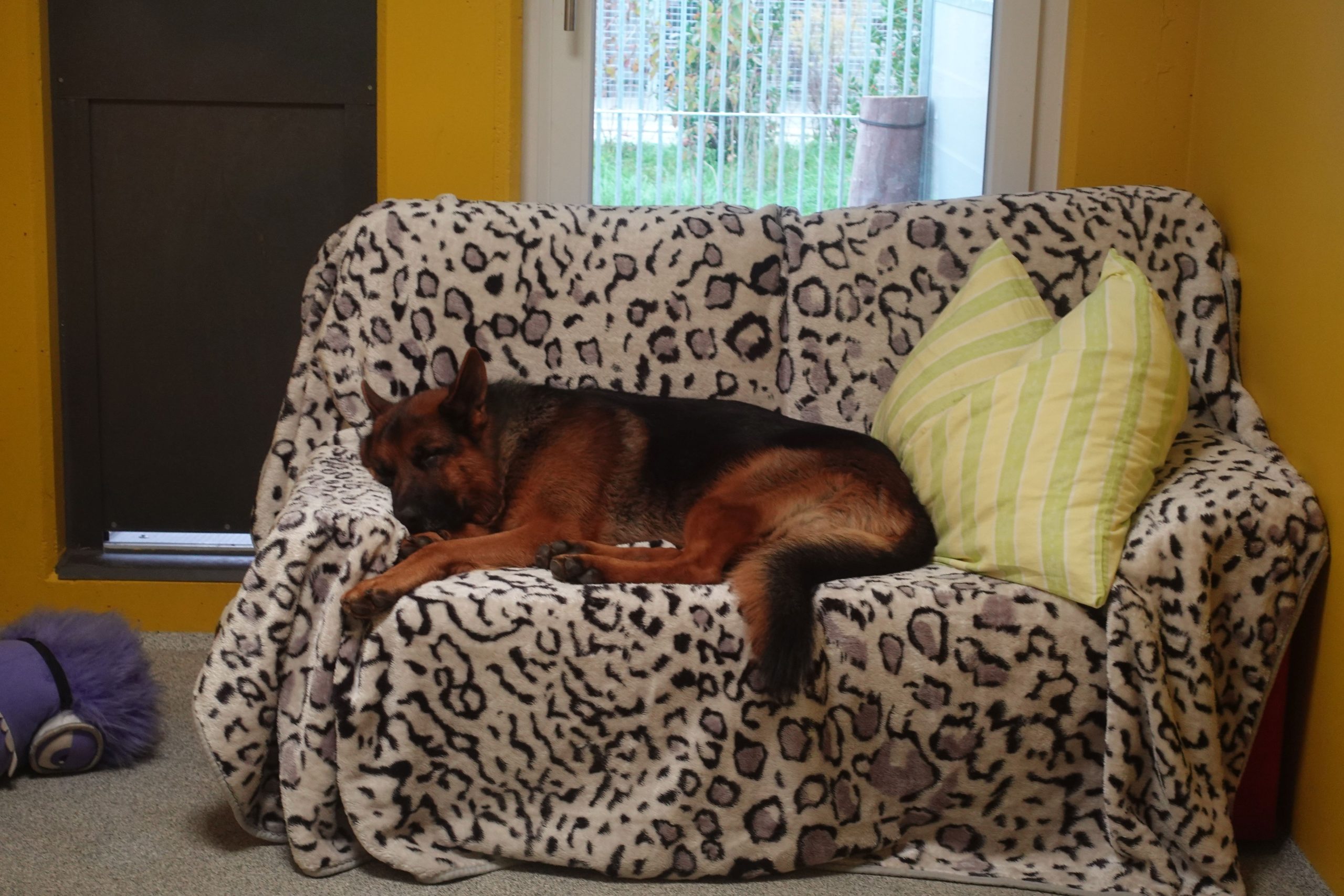 Schäferhund schläft auf Sofa