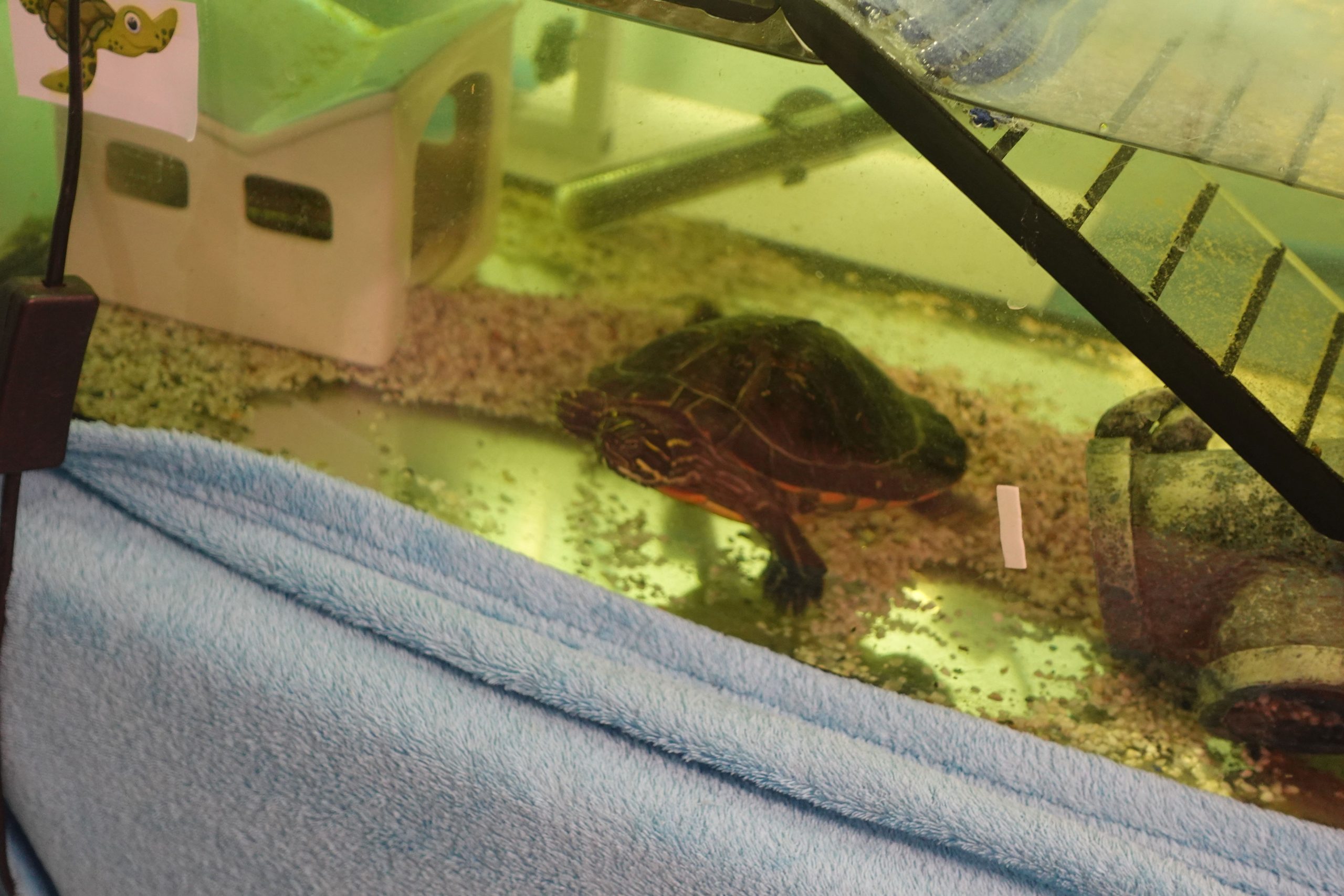 Blick in ein Aquarium, in dem eine Schildkröte schwimmt