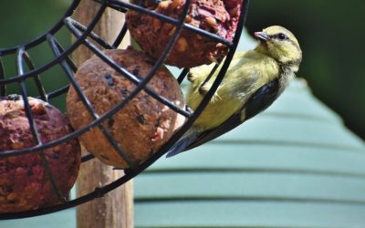 Wildvögel richtig füttern: Welche Nahrung Vögel im Garten wirklich brauchen