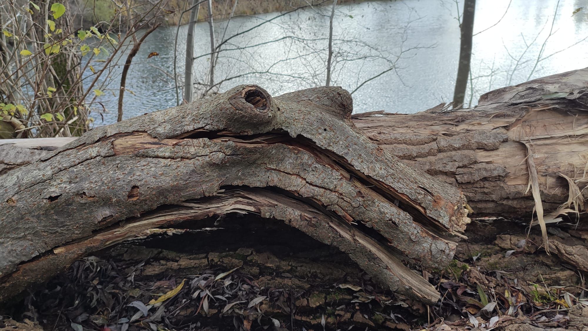 Alter Stamm, schaut ein wenig so aus wie ein Krokodilkopf am Ufer des Happinger Sees.