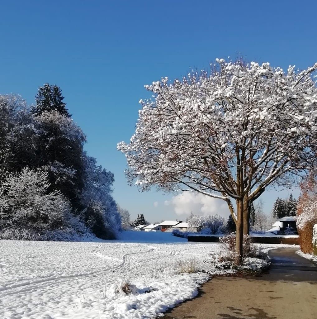 Blick von Gehweg auf schneebedeckten Laubbaum und schneebedeckter Landschaft mit blauem Himmel