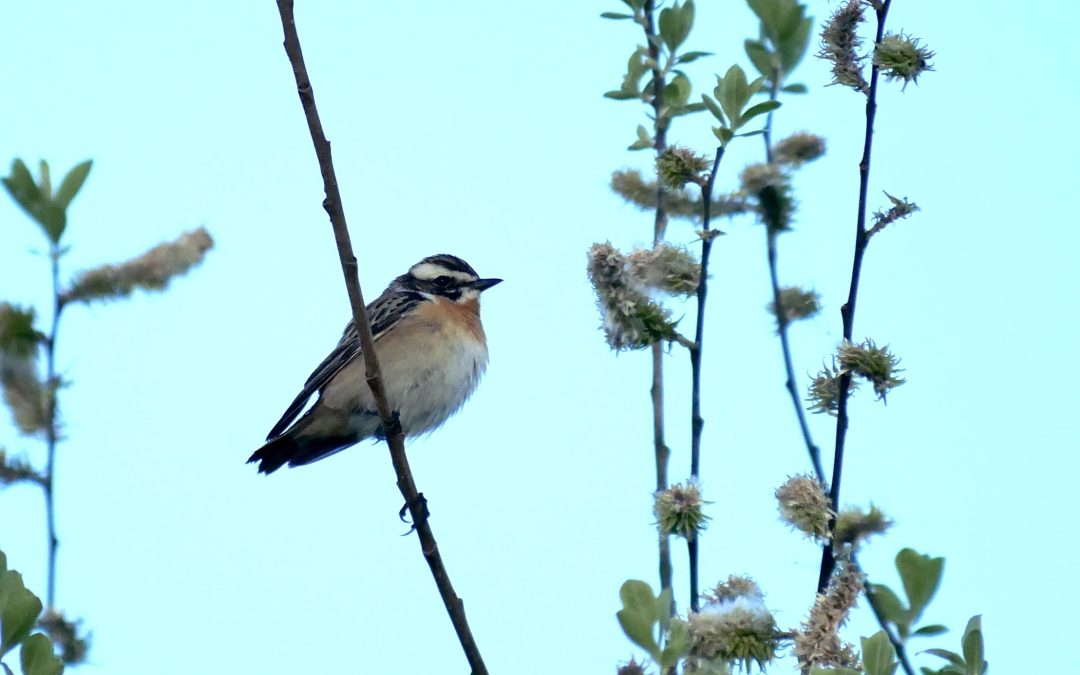 Braunkelchen Vogel des Jahres 2023