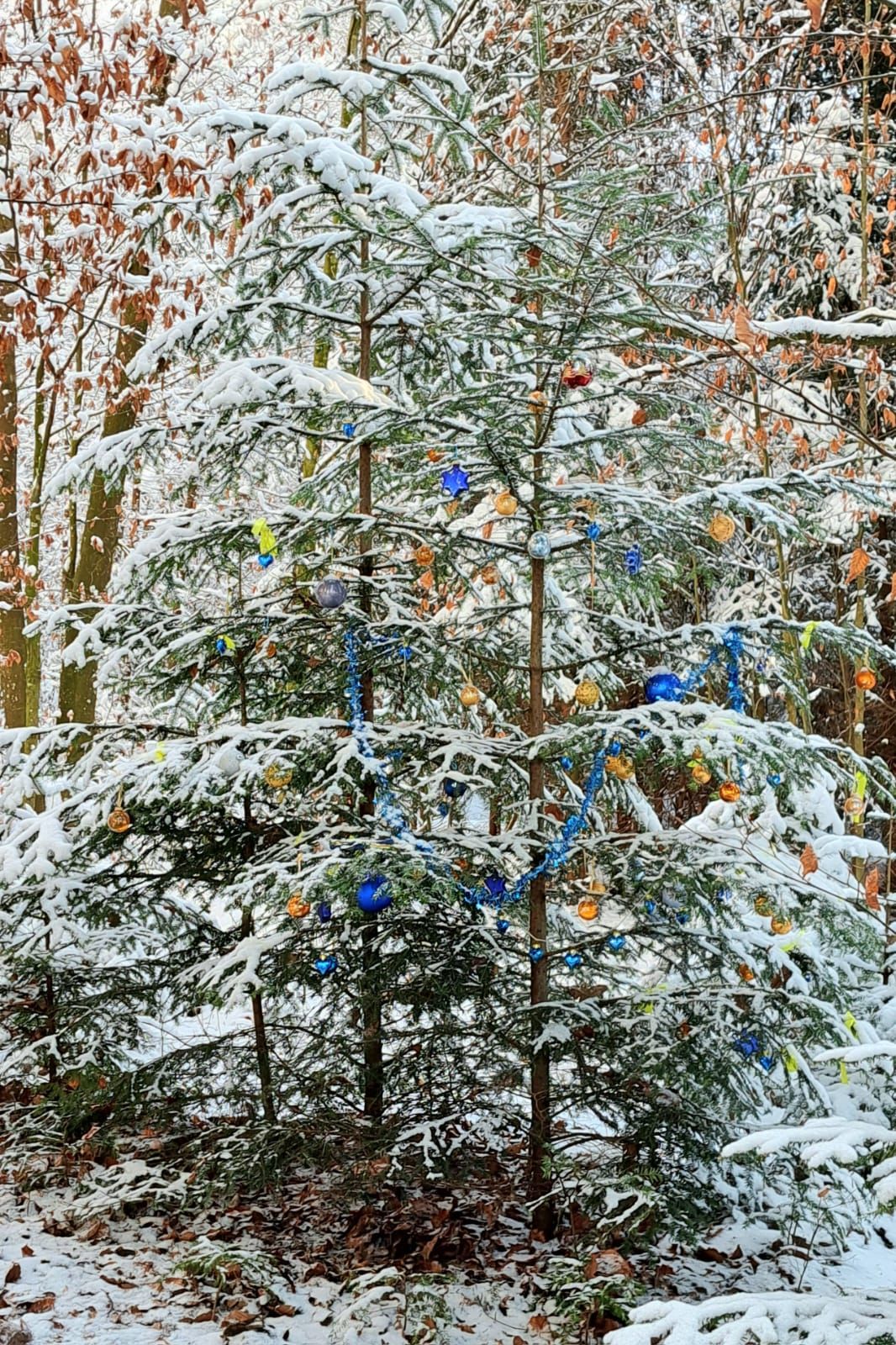 Geschmückte Christbäume am Hofstätter See im Landkreis Rosenheim