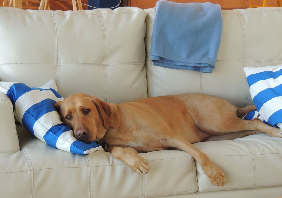 Hund liegt faul mit Decken auf einem weißen Sofa