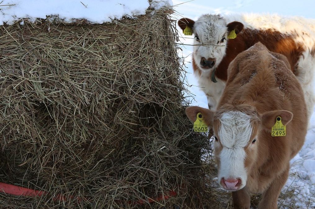 Glätteunfall mit Tiertransporter