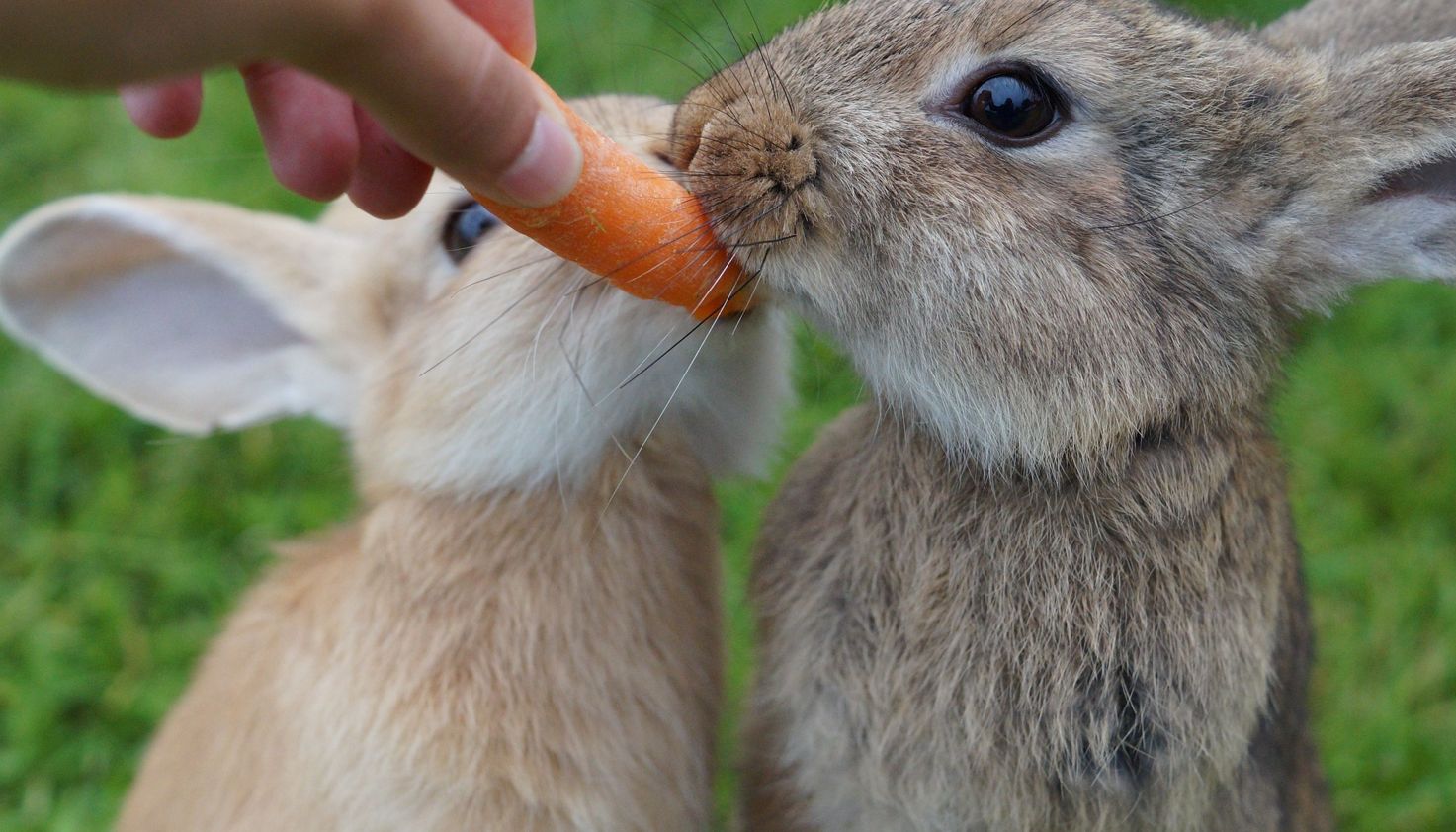 Zwei Kaninchen werden mit einer Karotte gefüttert
