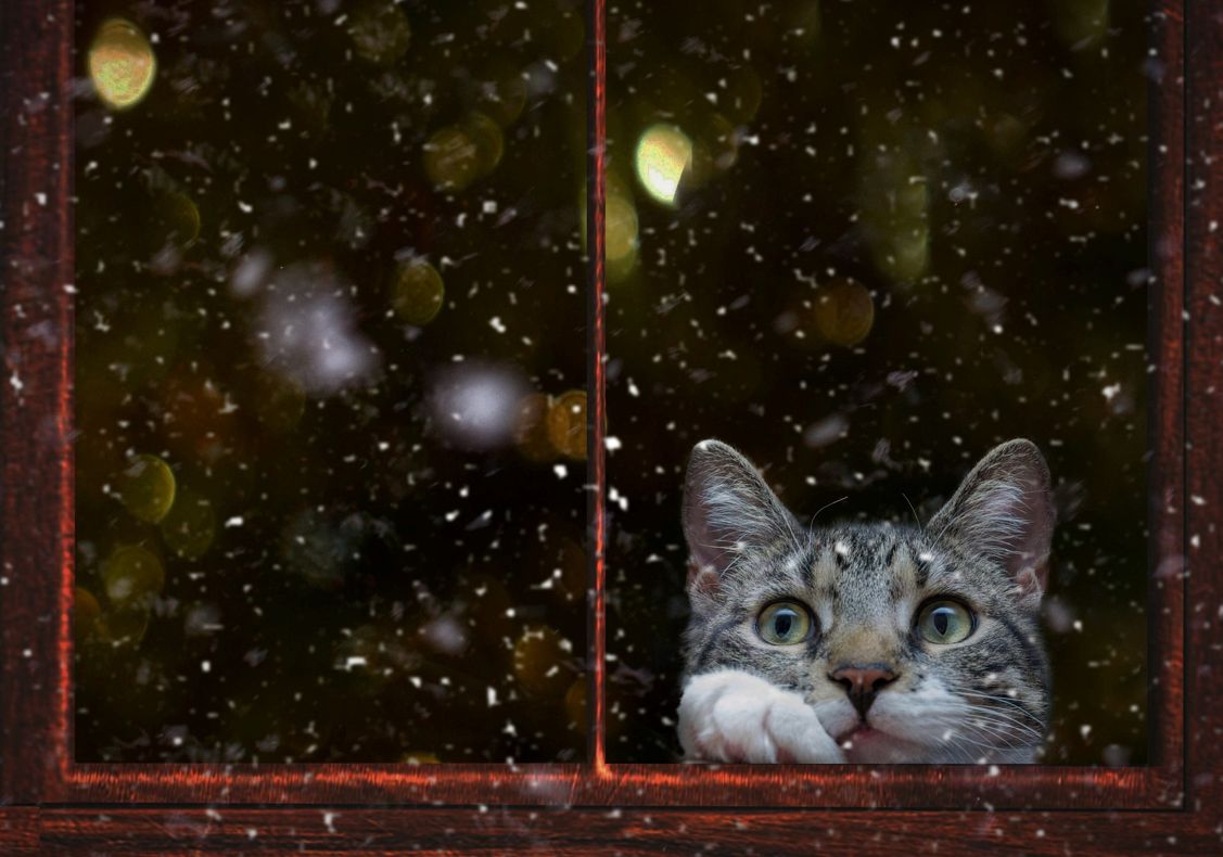 Katze schaut Schneetreiben aus dem Fenster heraus zu