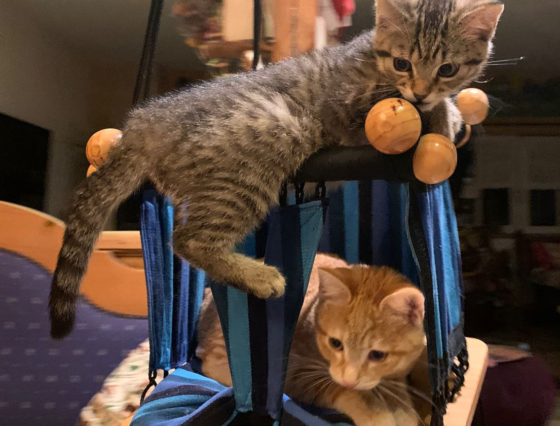 Zwei kleine Kätzchen spielen in einer Hängematte
