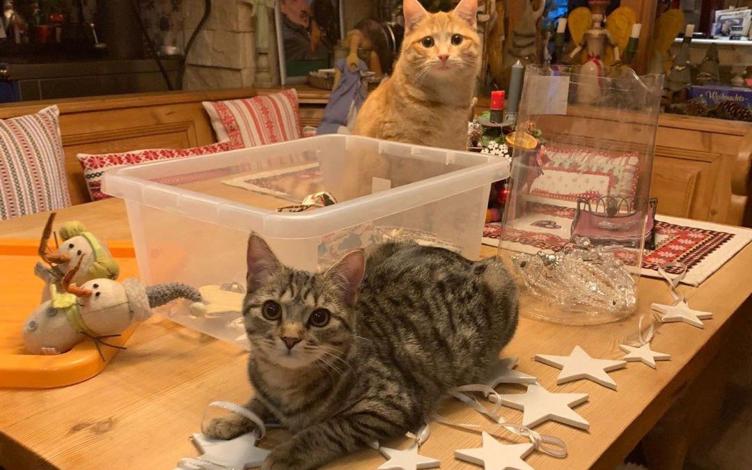 Tierisch gemütlicher 4. Advent