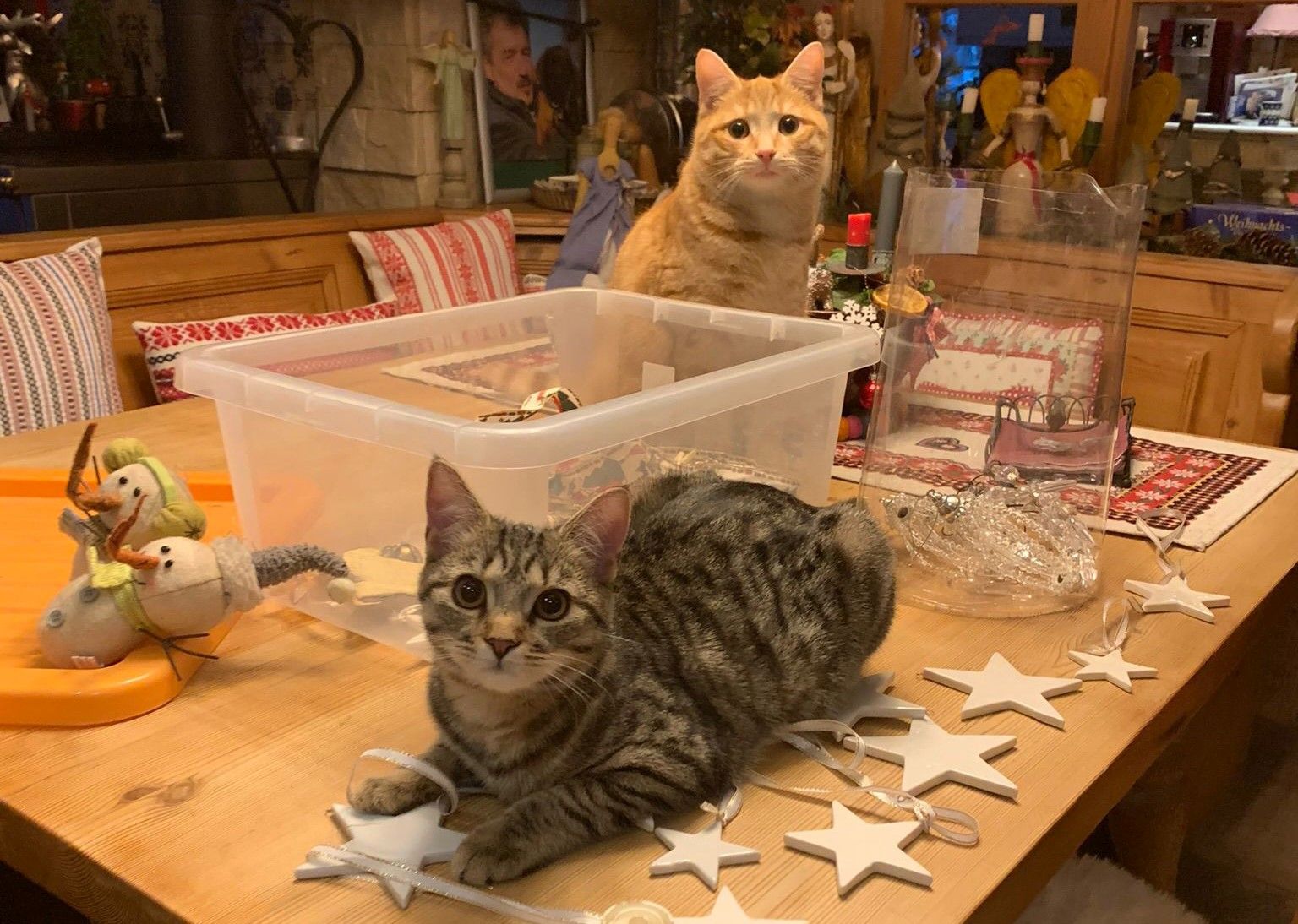 Zwei Katzen auf dem Tisch inmitten von Weihnachtsdeko