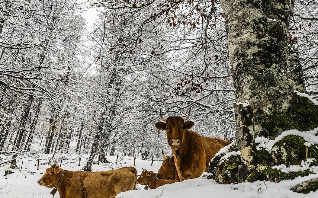 Kühe im Schnee