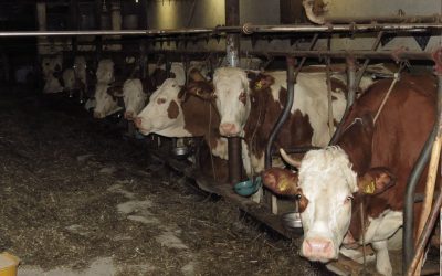 Toter Rinder bei Tierschutzkontrolle in Bad Aibling gefunden