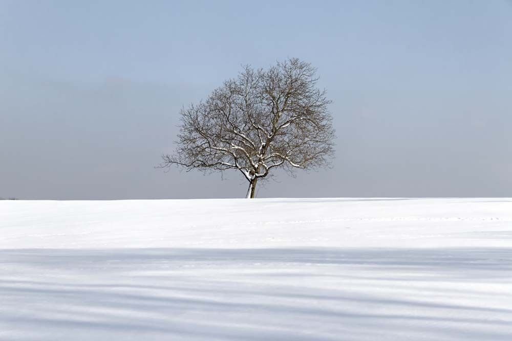 Blick auf einsamen Baum in Winterlandschaft auf der Ratzinger Höhe in Prien im Landkreis Rosenheim