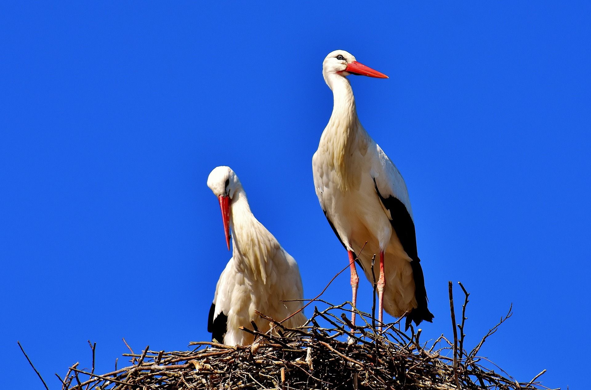 Zwei Weißstörche vor blauem Himmel im Nest