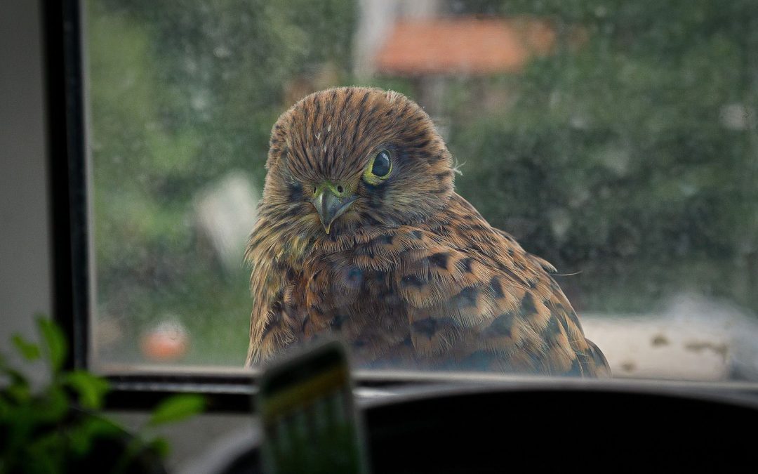 Vogelkollisionen vermeiden