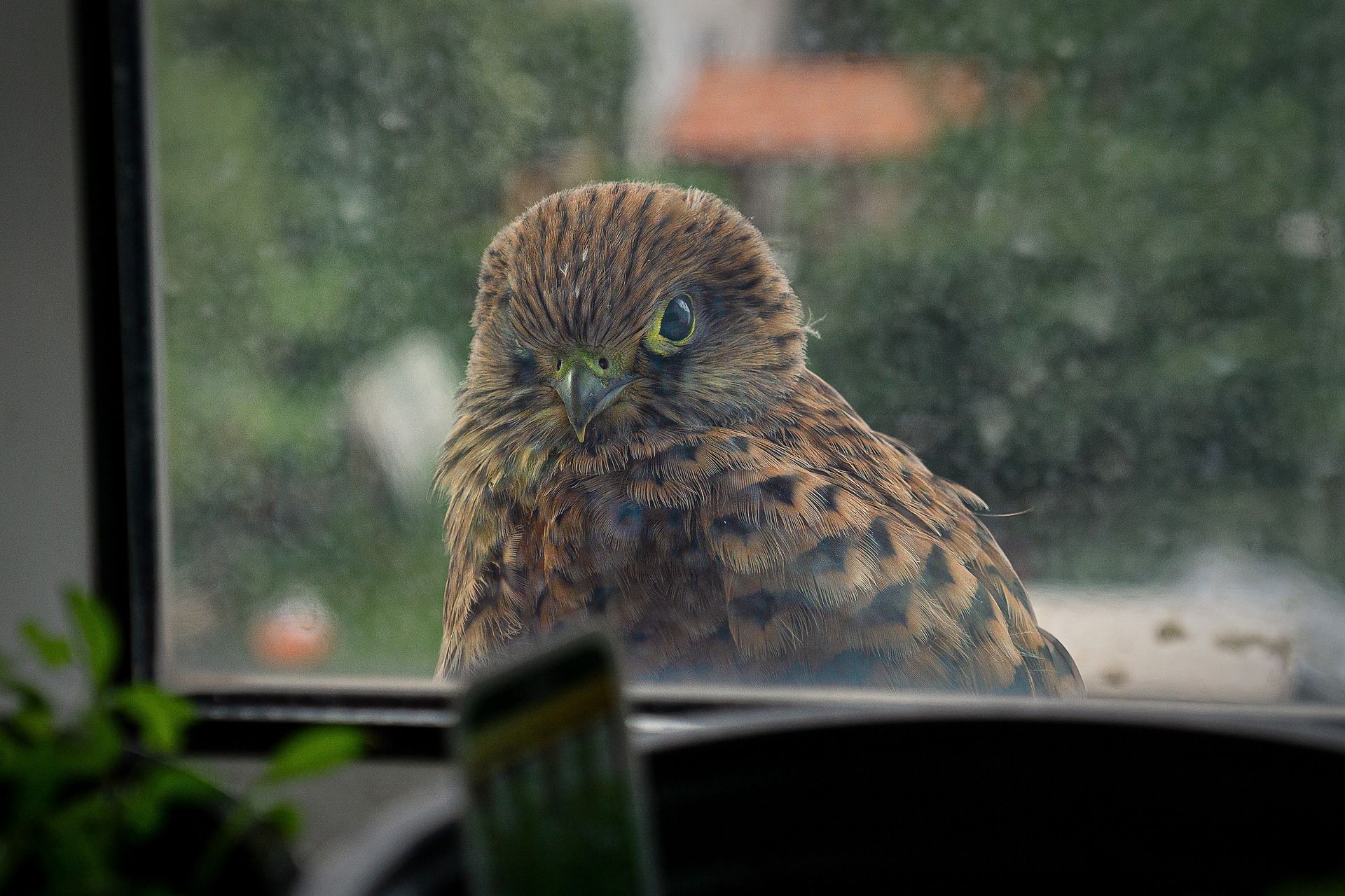 Greifvogel schaut durch Fenster