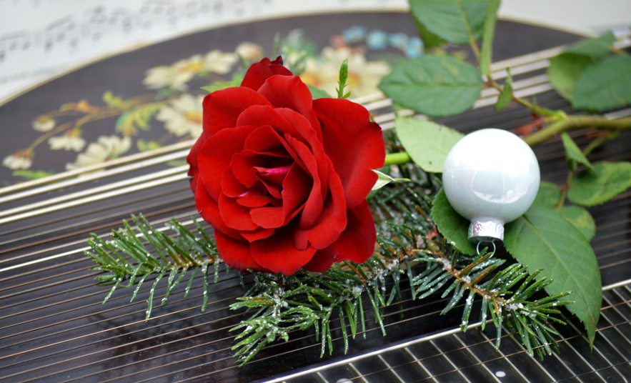 Zither mit Tannenzweig und roter Rose