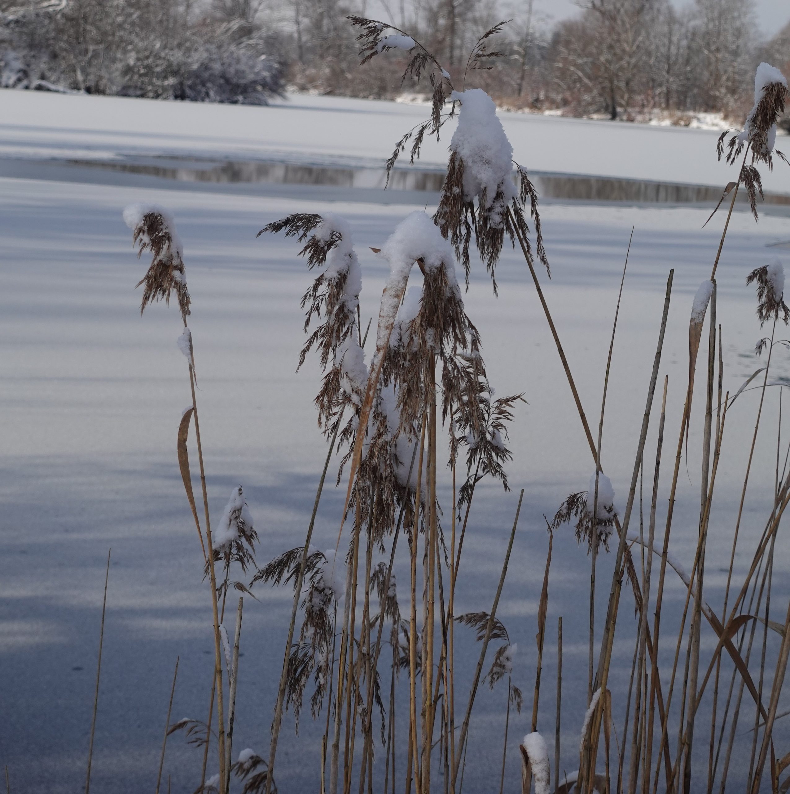 Gräser mit Schnee an See in Rosenheim