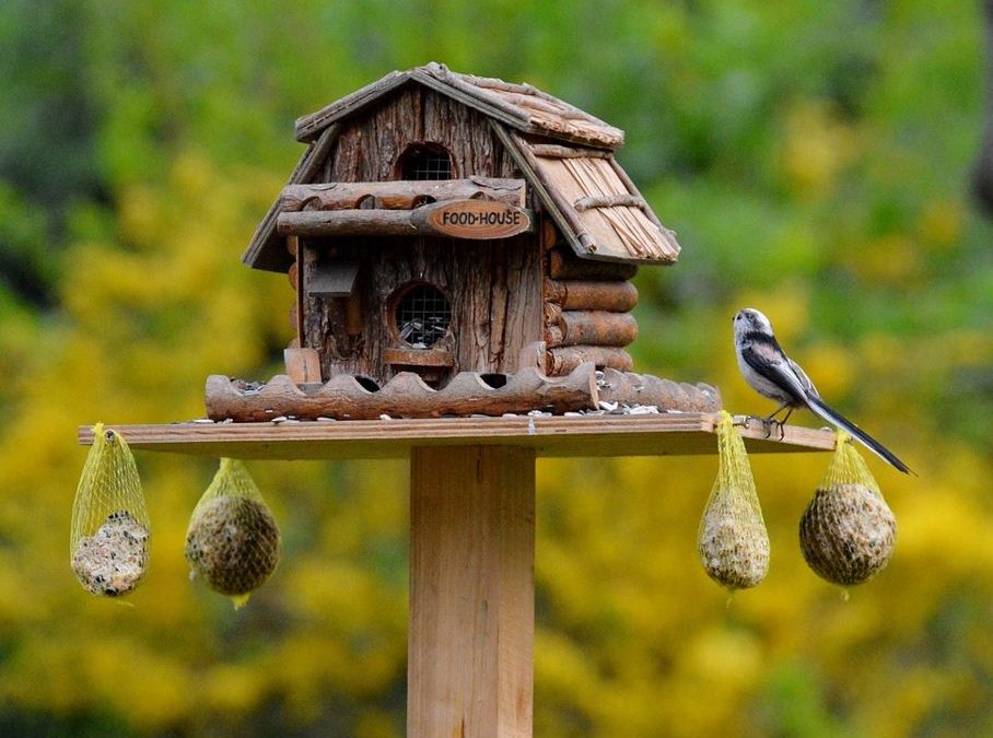 Warmer Januar, weniger Vögel an Futterhäuschen?