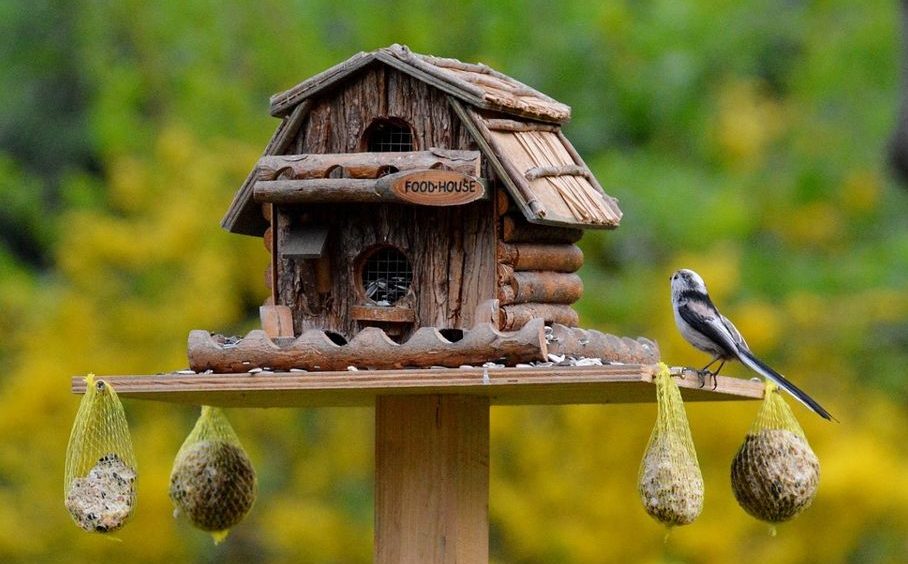 Futterhaus1 Vogel-Futterhaus mit einem kleinen Gast