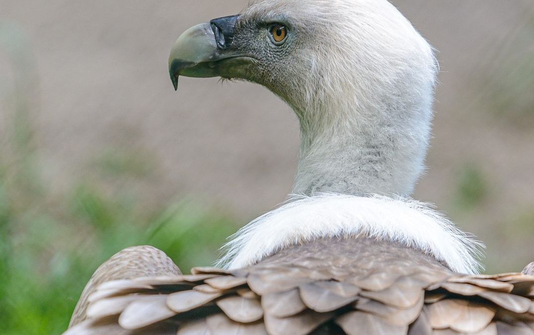 Wieder Gänsegeier gesichtet