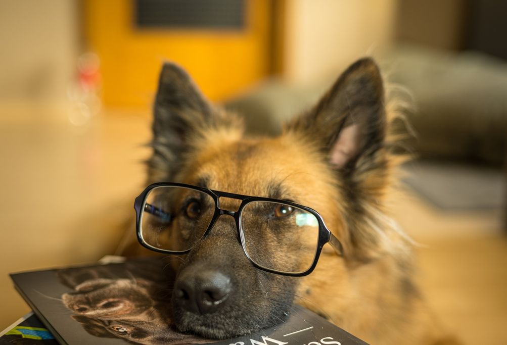 Hund mit Brille legt Kopf auf Buch
