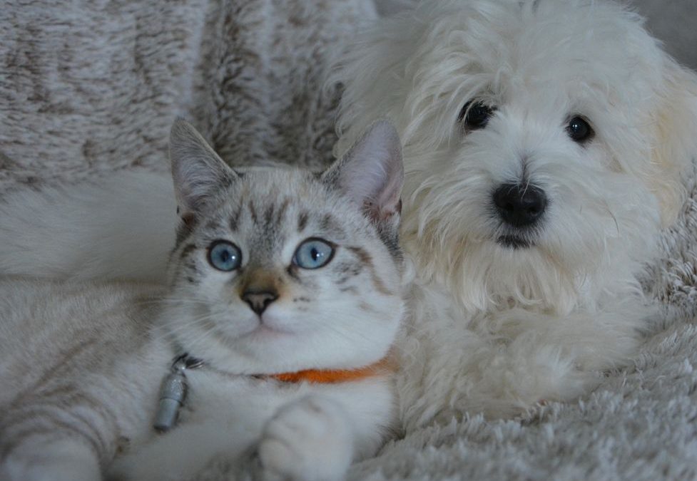 Katzen und Hunde als Trauerbegleiter