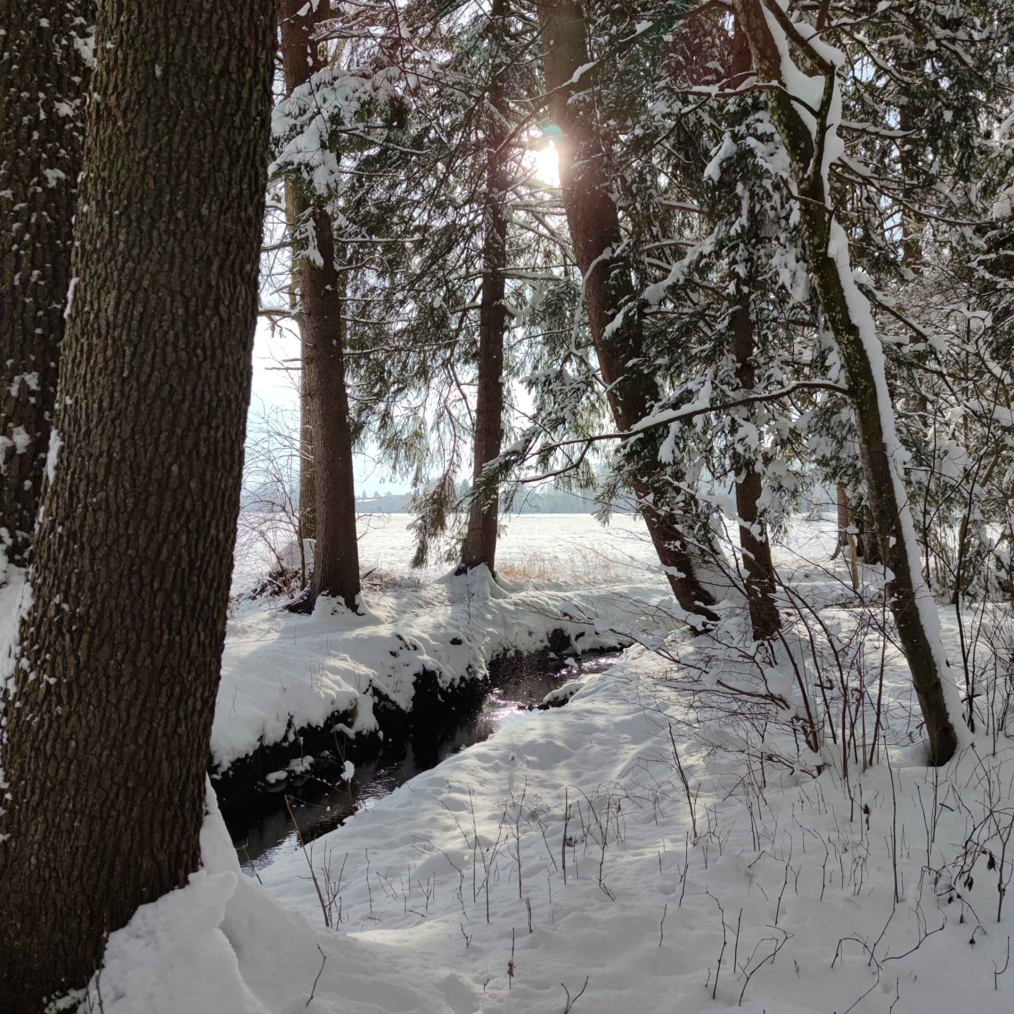 Blick auf Sonne und Bach in schneebedecktem Laubwald