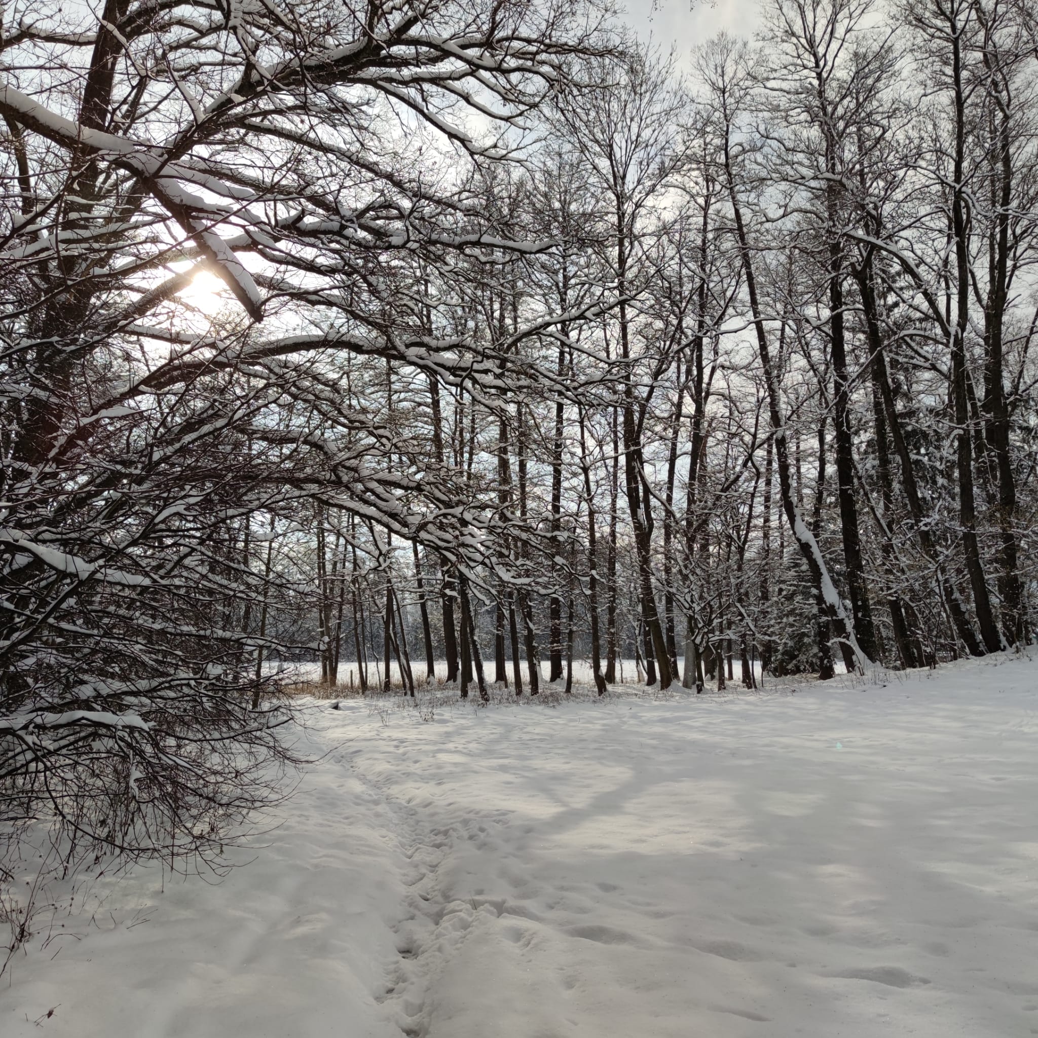 Waldweg mit Schnee bedeckt.