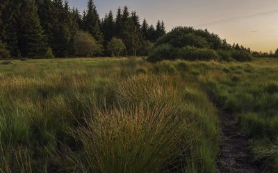 Wie gut schützt uns die Natur noch? Neuer Index untersucht Bayerns Landschaften