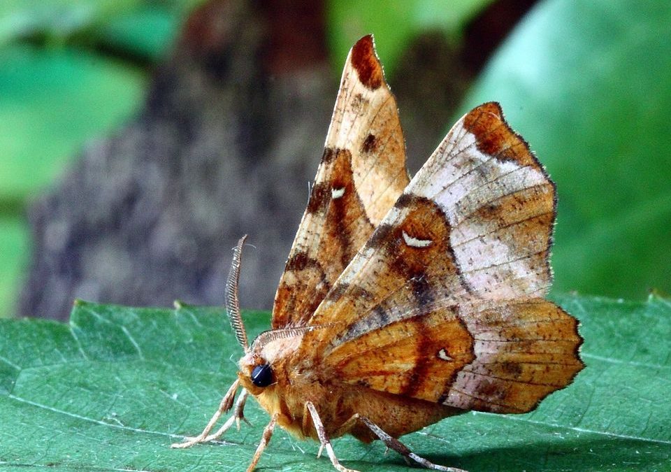 Immer weniger Kleinschmetterlinge