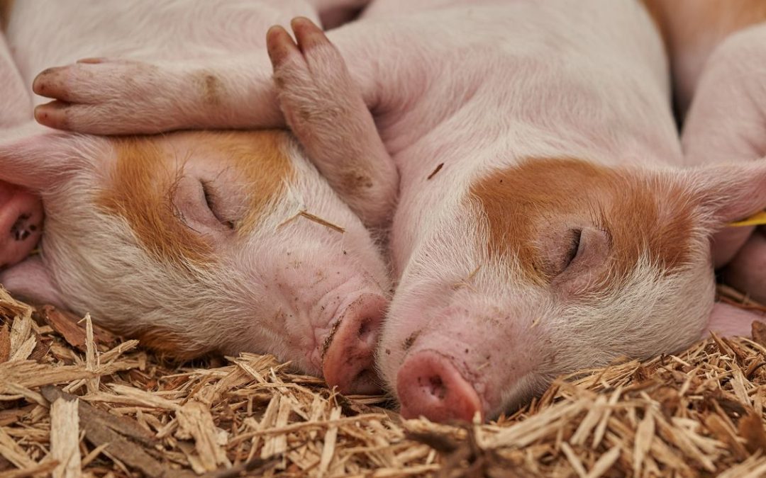 Immer weniger Schweinehalter in Bayern