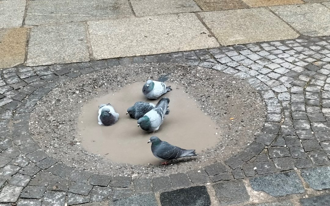 Eisbaden auch bei Tauben angesagt