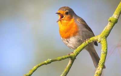 Down Chorus 2025: Vogelstimmen sammeln für Bildung, Forschung und Kunst