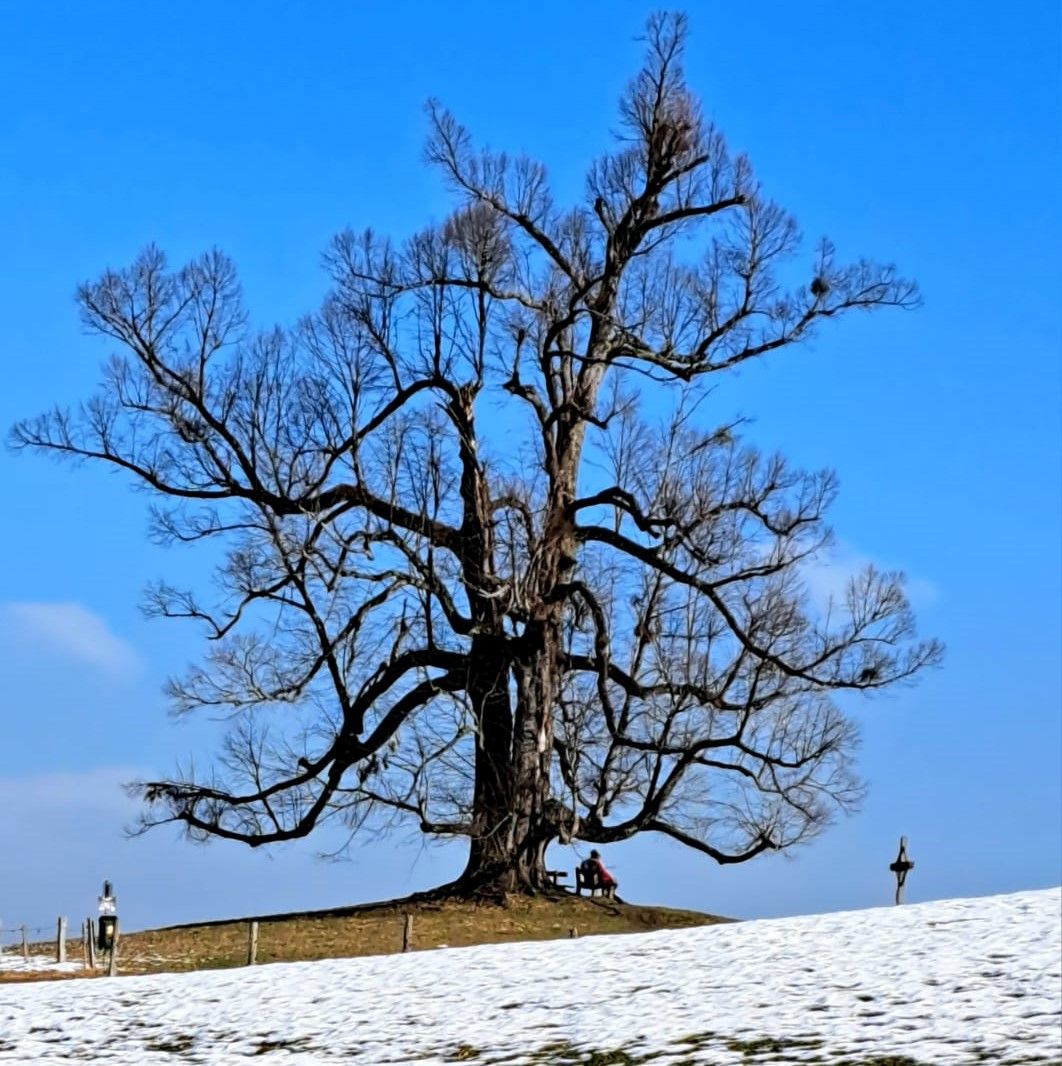 Ein riesiger weitausladener Baum vor Schneefeld. Dahinter blauer Himmel