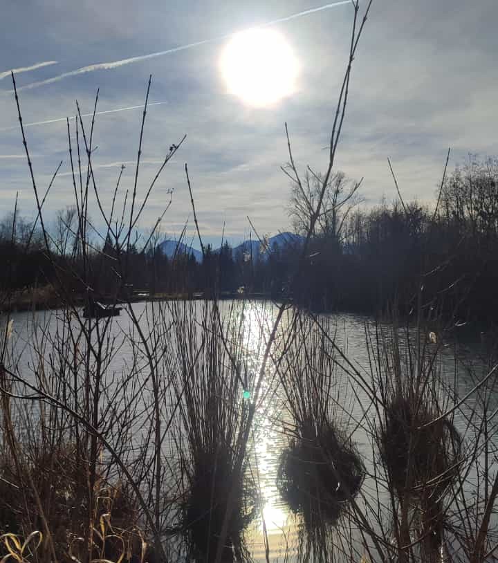 Blick durch Schilf auf See und Sonne hoch oben am Himmel in Rosenheim