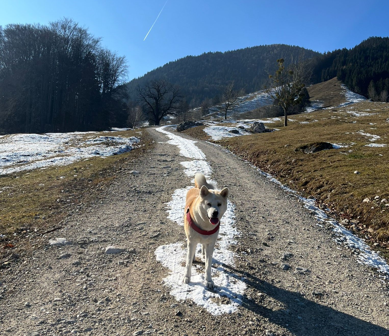 Hund, Rasse Akita steht in Bergwelt auf einem Weg mit etwas Schnee und schau, wo Frauchen bleibt.