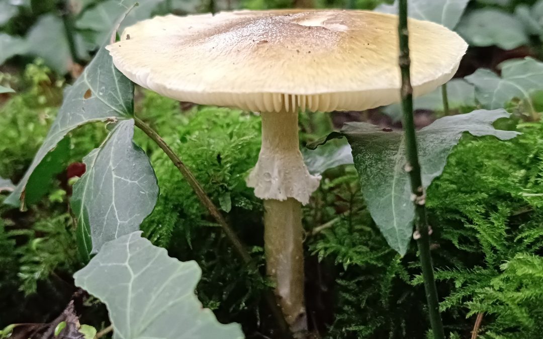 Wieder Baumfällungen im Kastenauer Wald