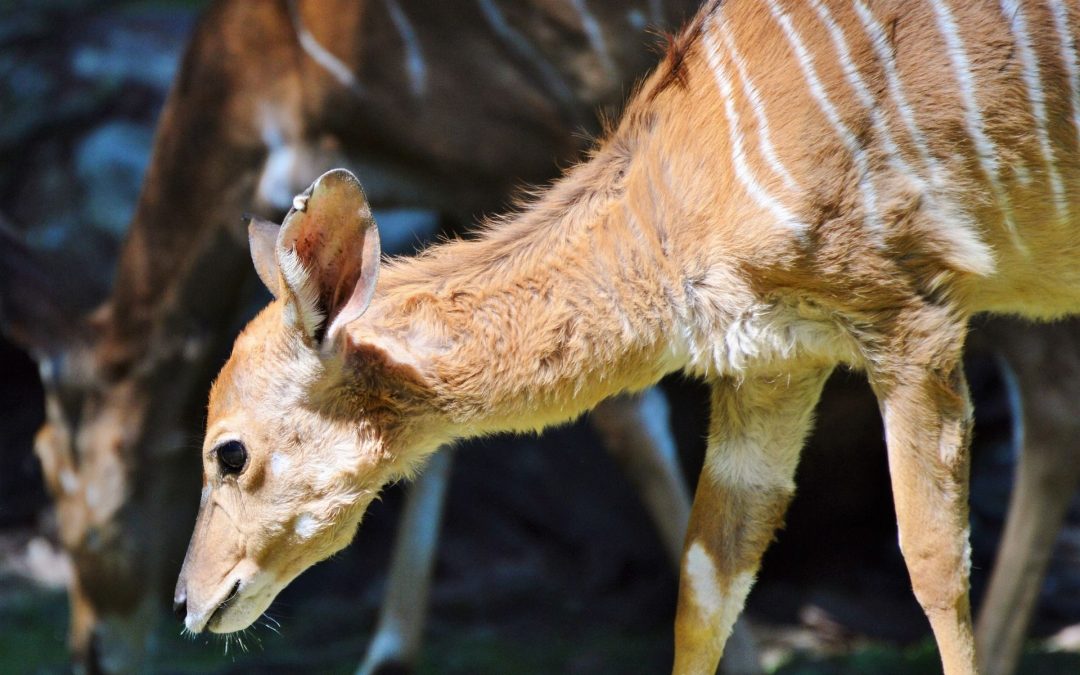 Hellabrunn: Nachwuchs bei den Kudus