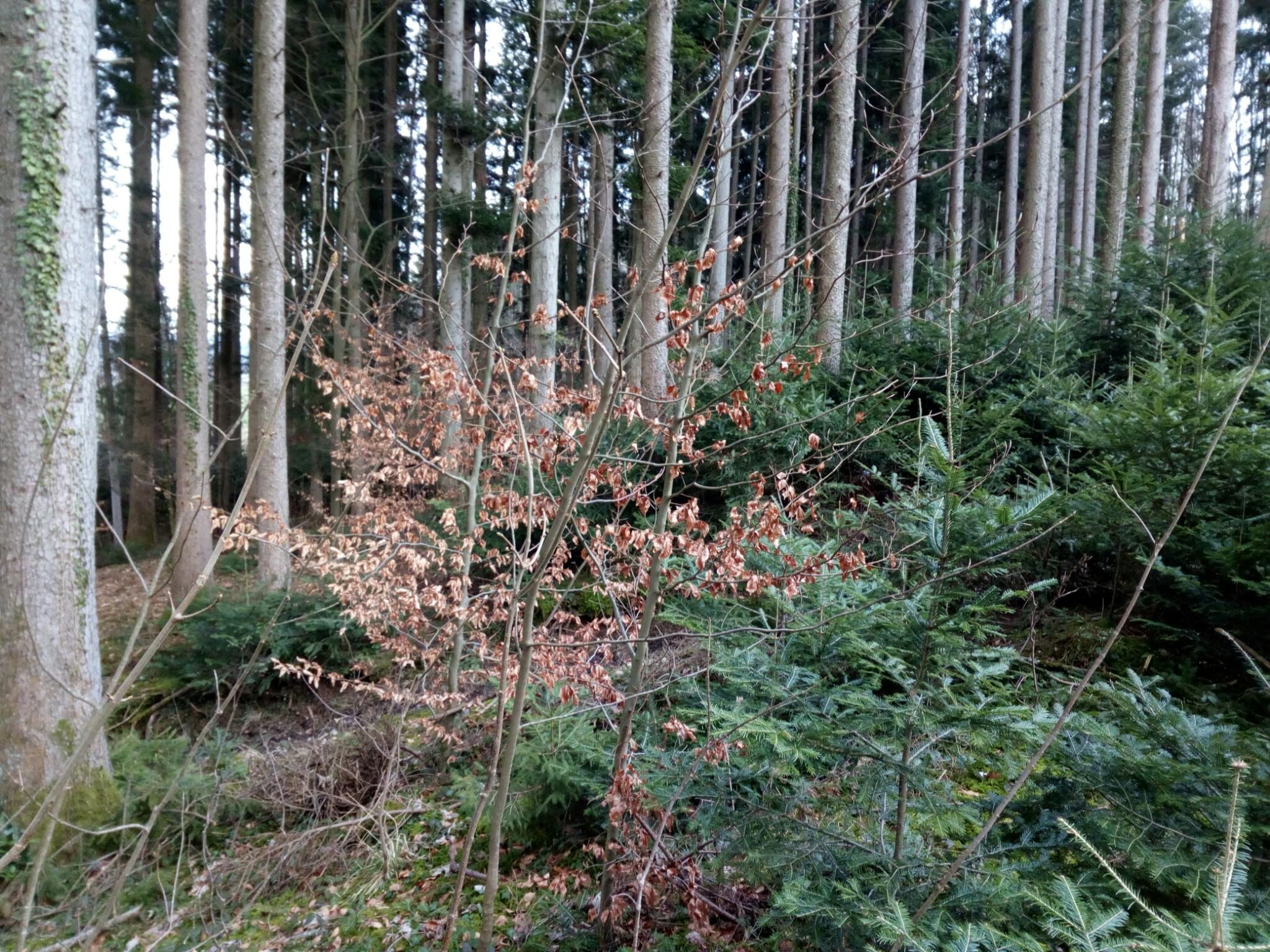 Blick in einen Wald mit jungen Bäumchen
