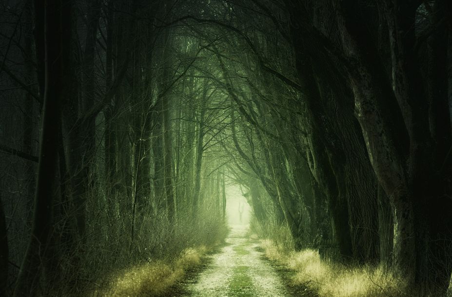 Blick in einen dunklen Wald mit Licht am Ende des "Tunnels"