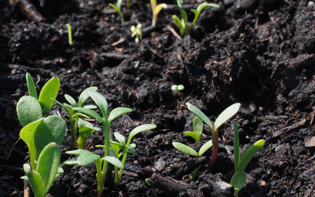 Blumenerde unerlaubt umgelagert