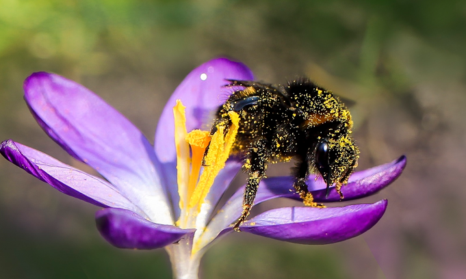 Hummel mit Pollenstaub im Pelz sitzt auf lila Krokus